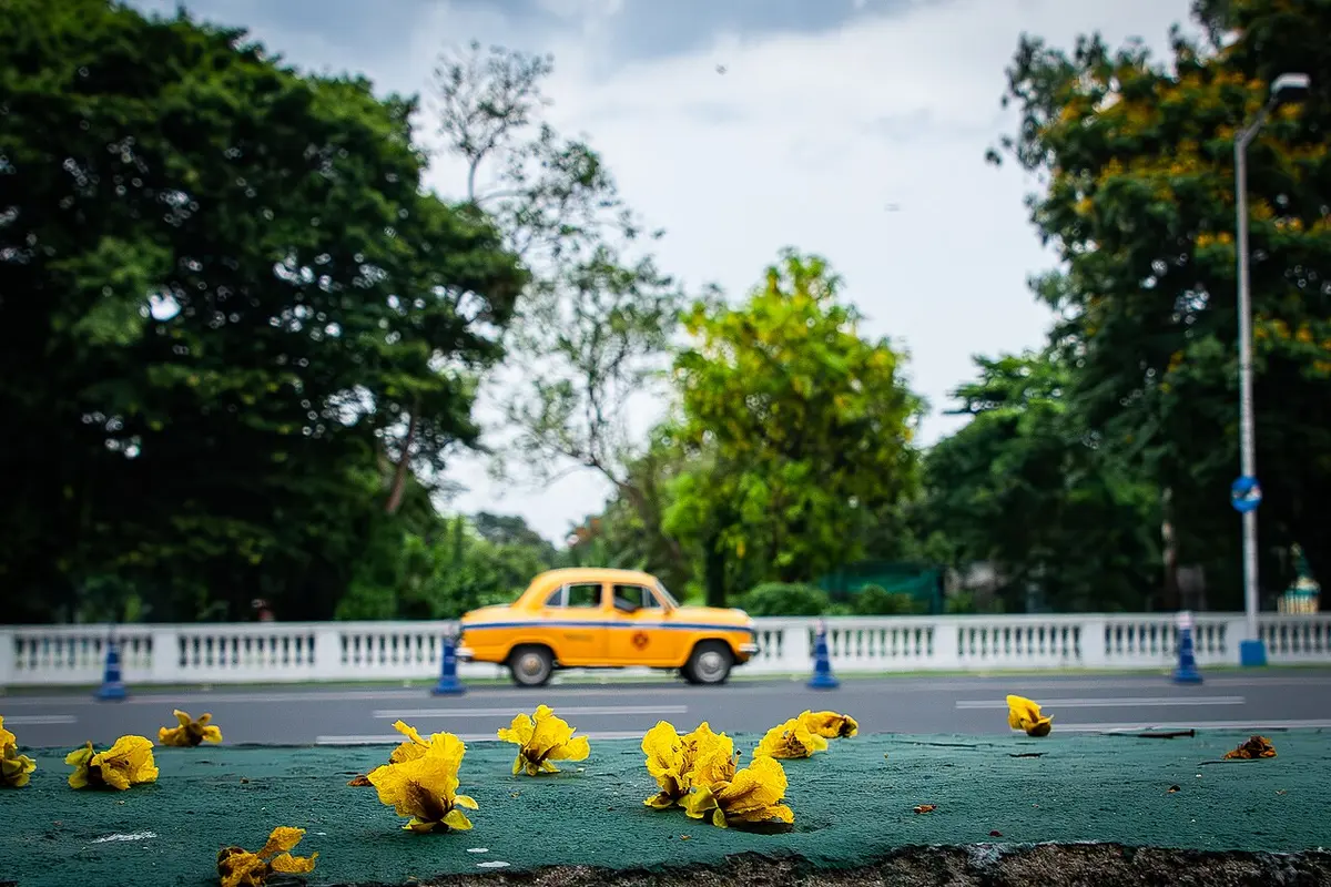 A yellow Kolkata taxi passes a tree-lined street